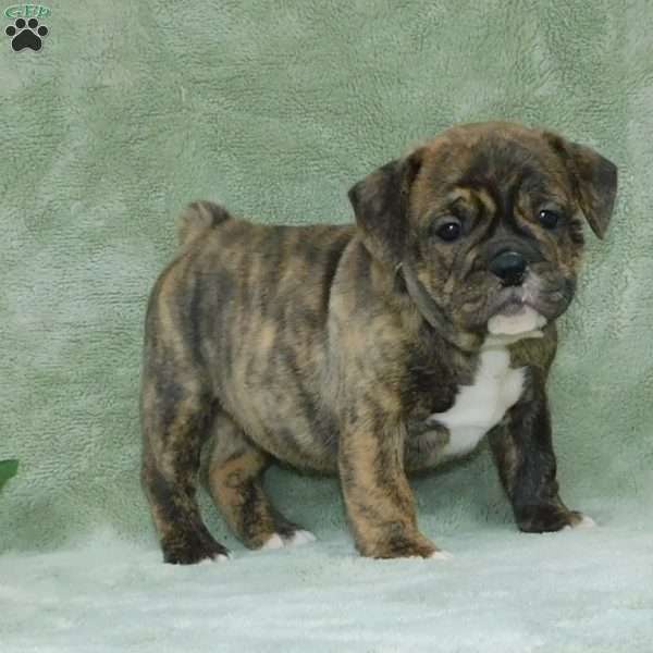 Sasha, Miniature Bulldog Puppy